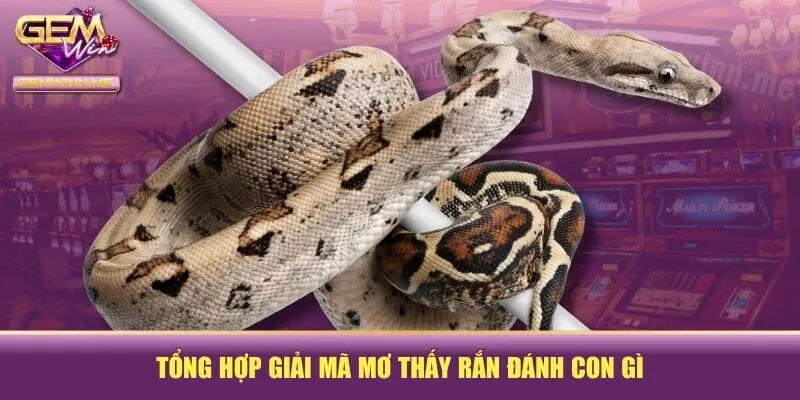 Tổng hợp giải mã mơ thấy rắn đánh con gì